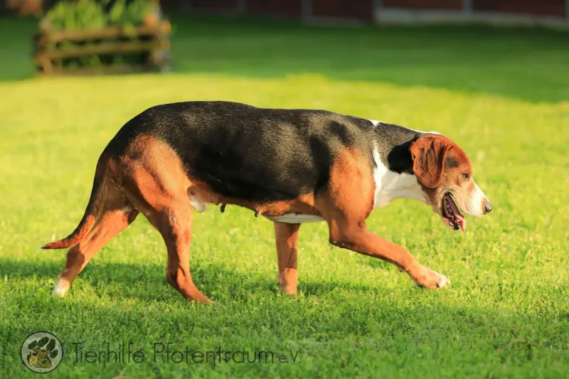Rudi