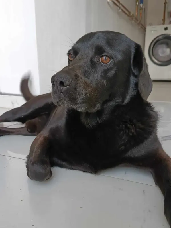 Rudi