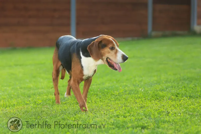 Rudi
