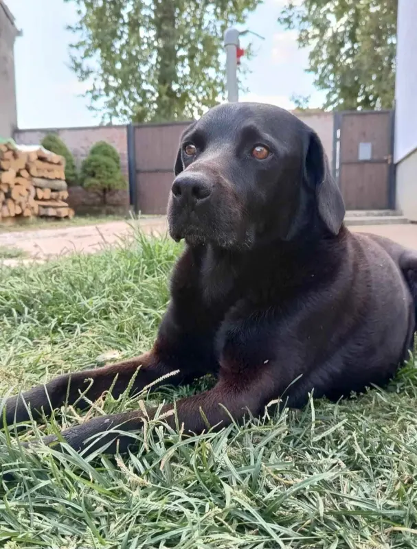 Rudi
