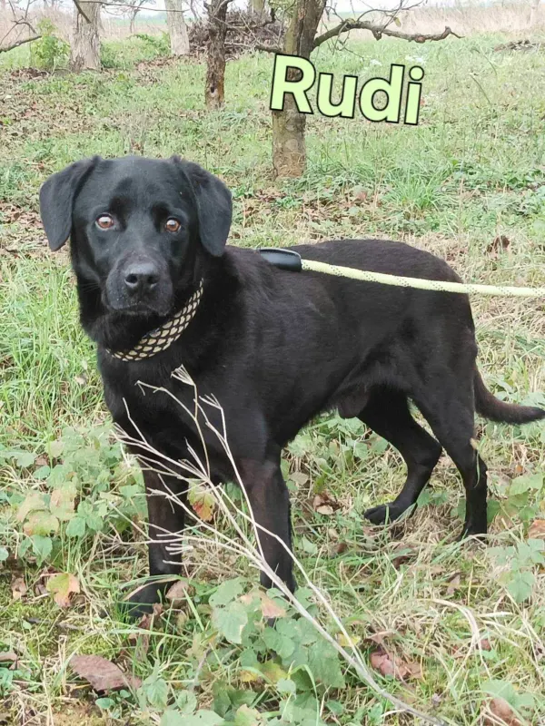 Rudi