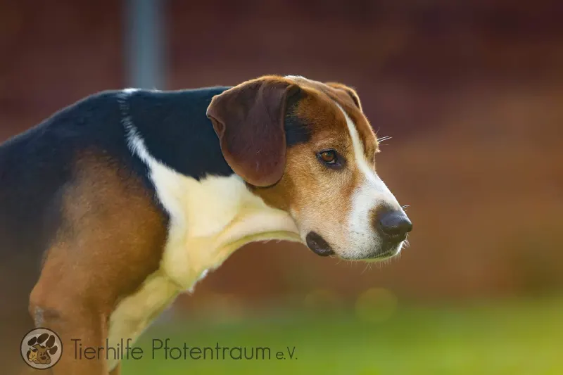 Rudi