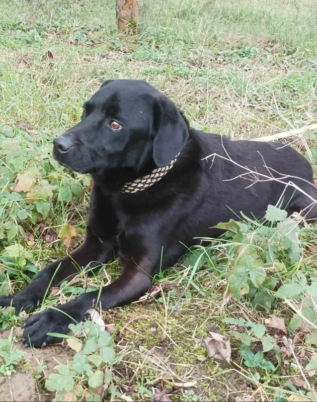 Rudi