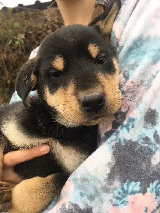 Sammy