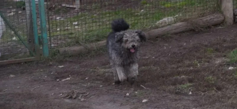 Samu