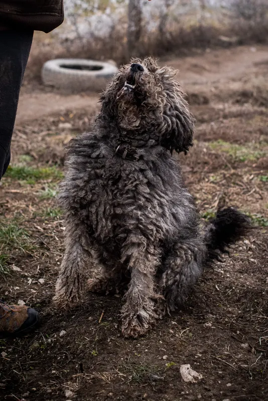 Samu