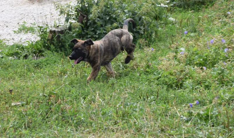 Santos