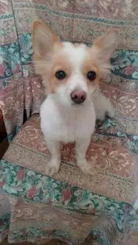 Sasa