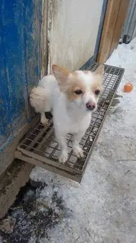 Sasa