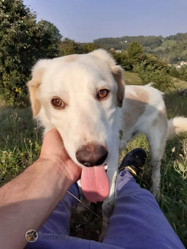 Schröter