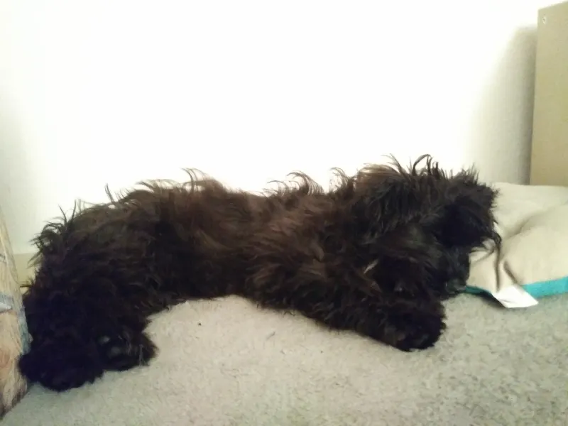 Shea (Abby)