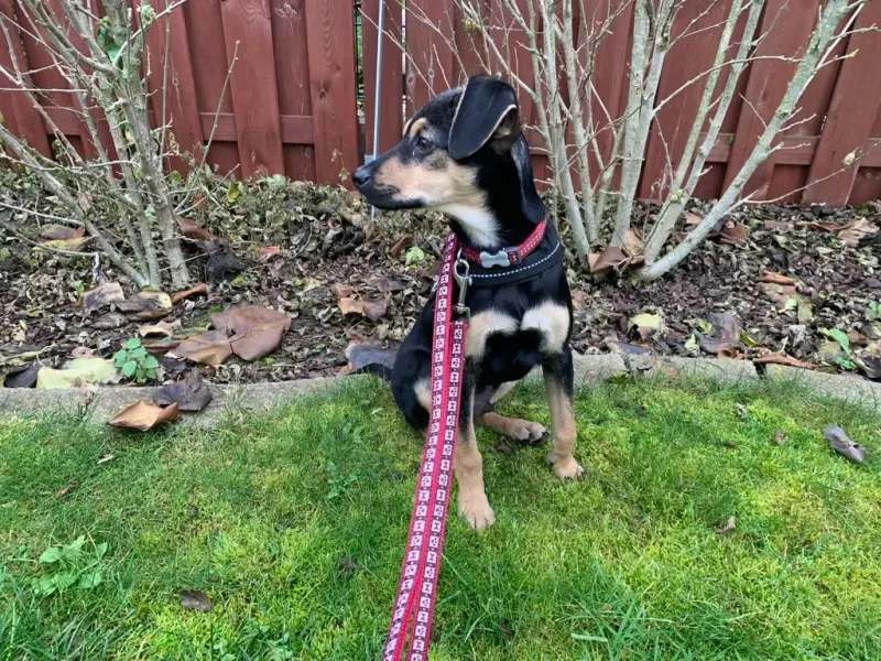 Shorty
