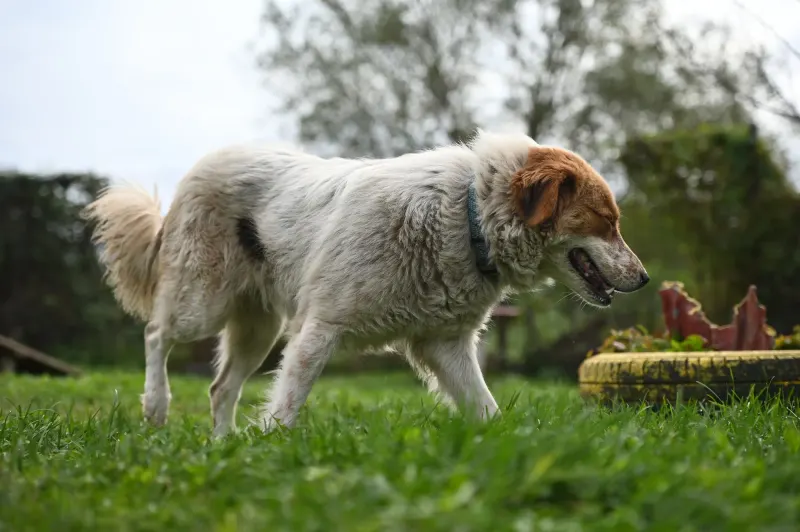 Sierra
