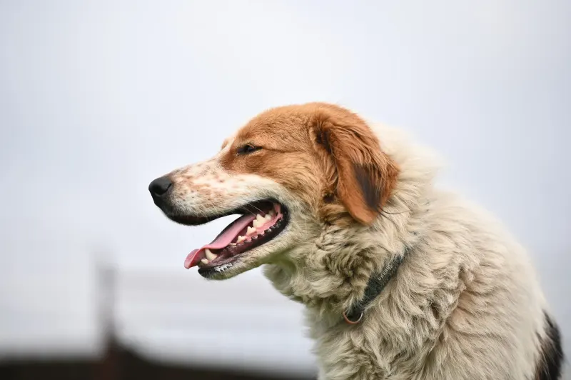Sierra