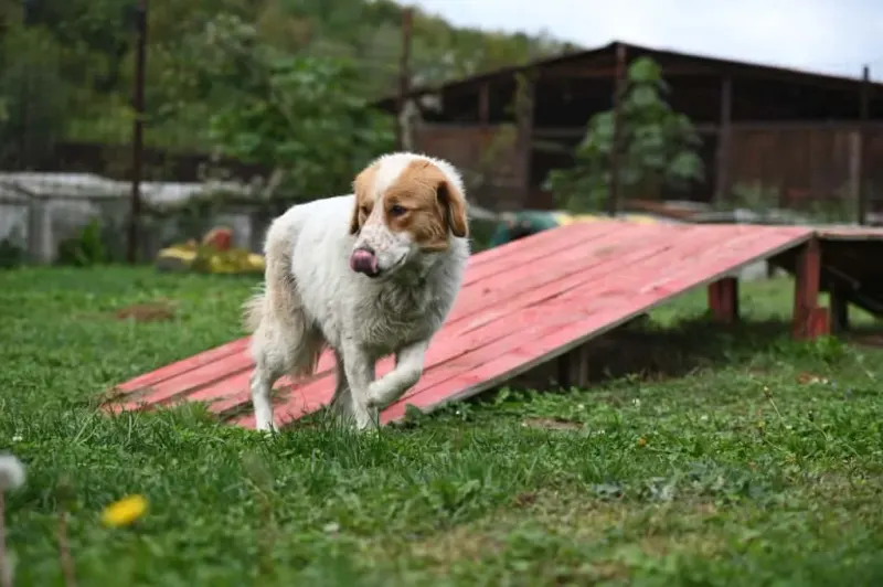 Sierra