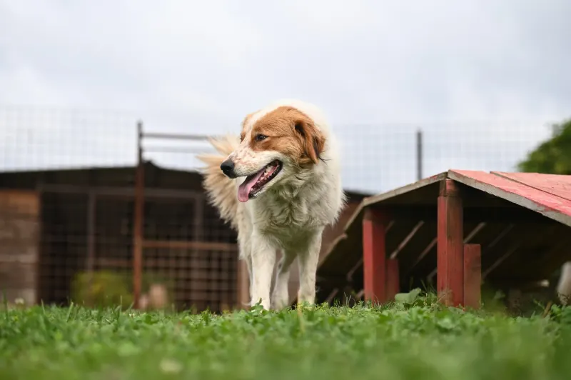 Sierra