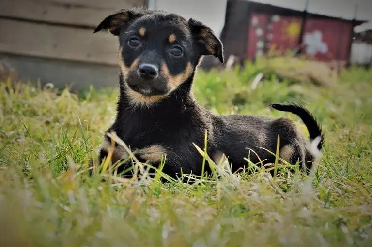 Simba
