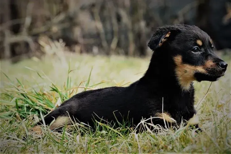Simba