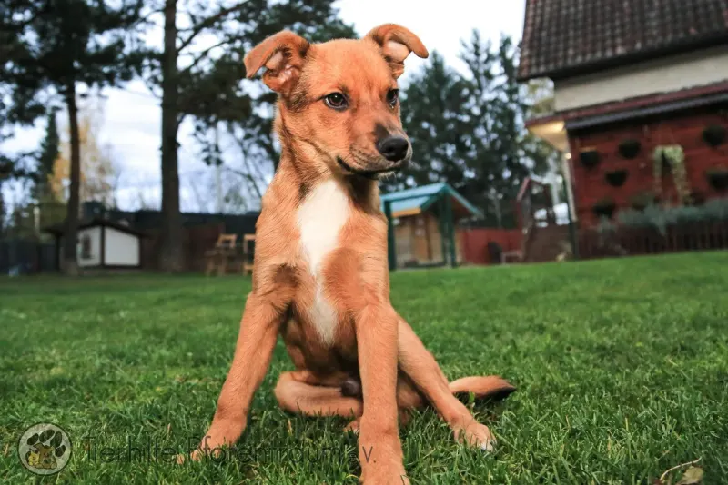 Simba