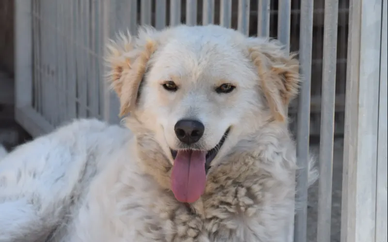 Simba