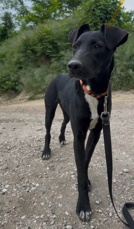 Sirius