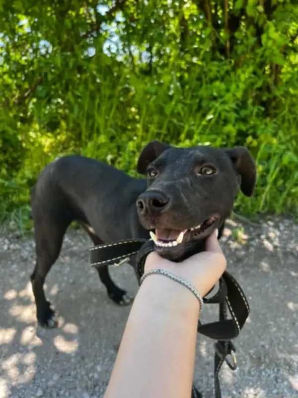 Sirius