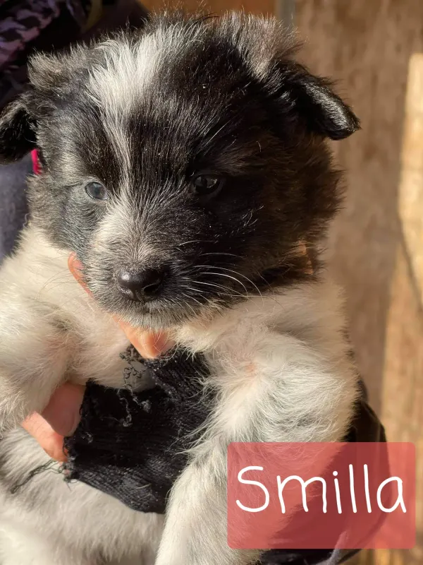 Smilla