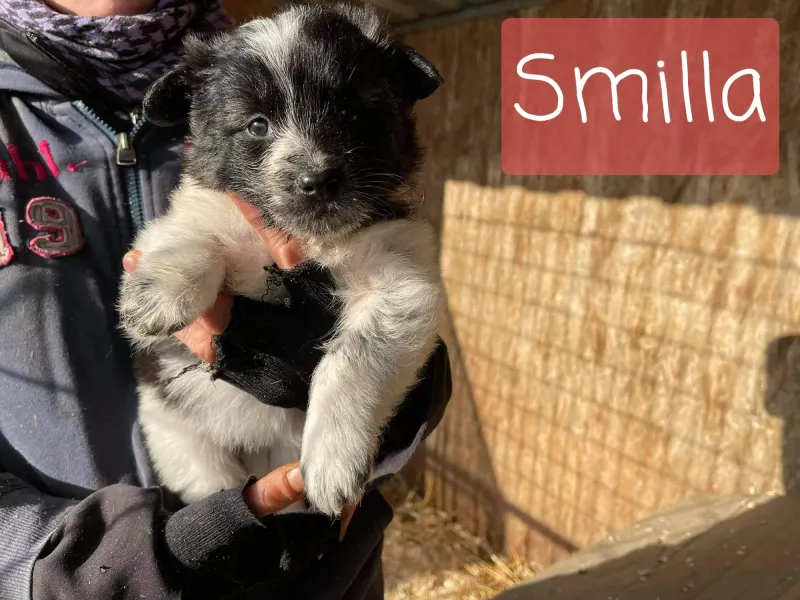 Smilla