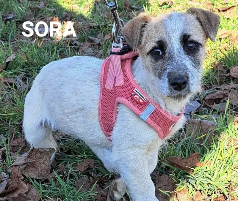 Sora