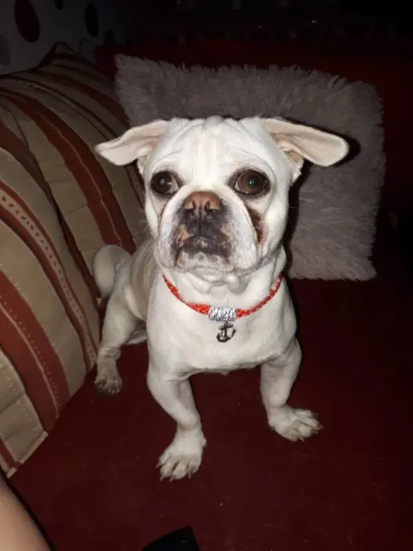 Sorgenhund Ben
