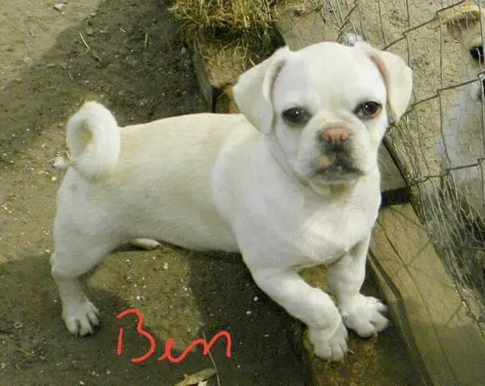 Sorgenhund Ben