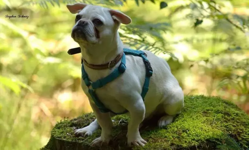 Sorgenhund Ben