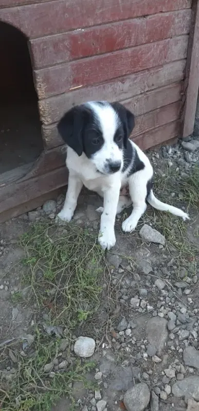 Stella