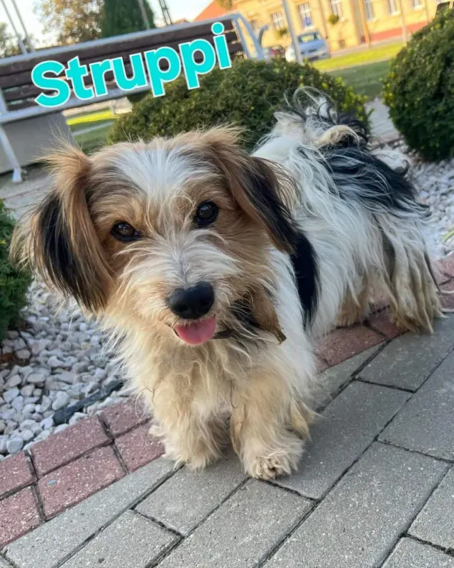 Struppie