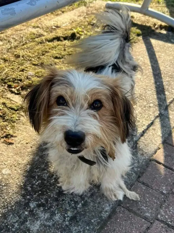 Struppie