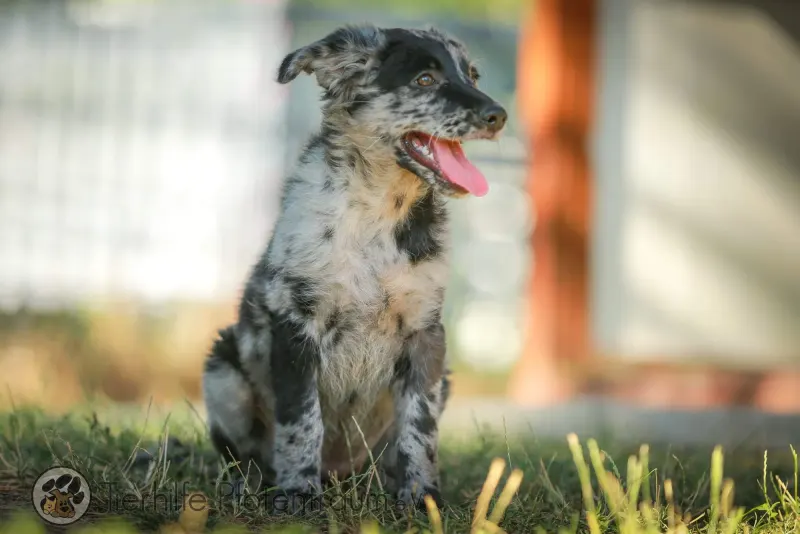Suki