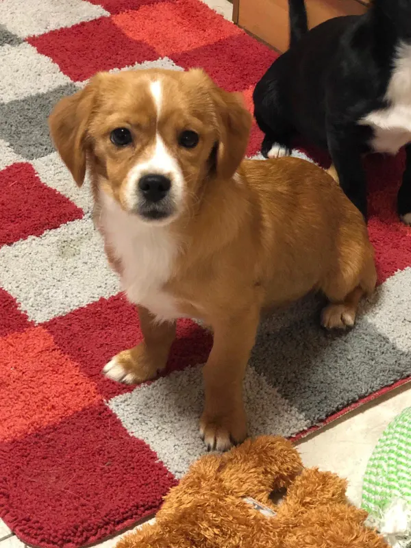 Sully