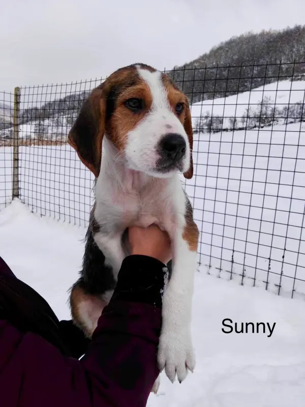 Sunny