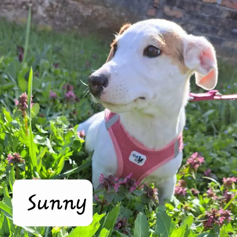 Sunny