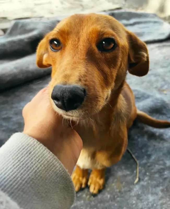Taco