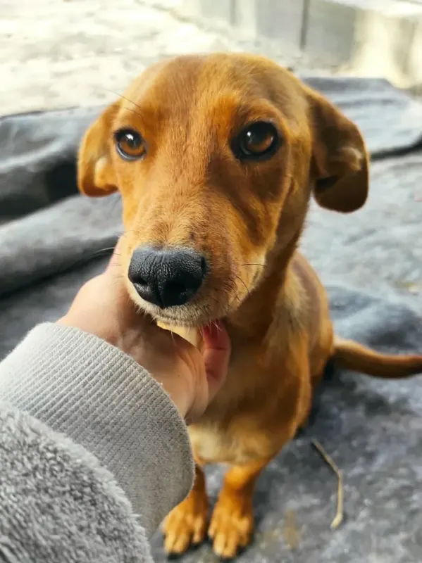 Taco