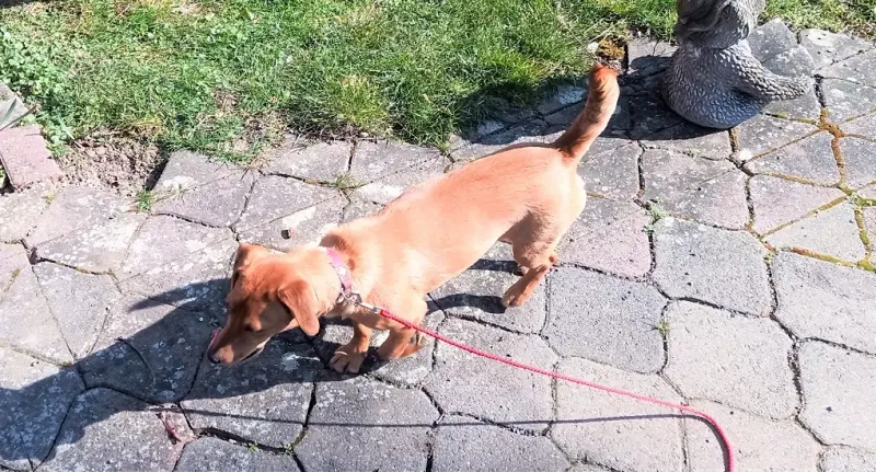 Taco