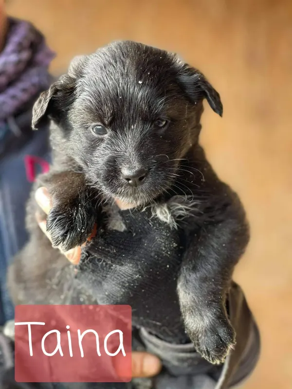 Taina/ Peppa