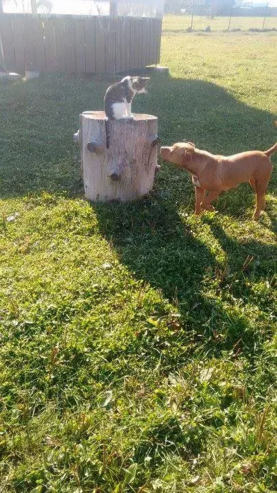 Tara