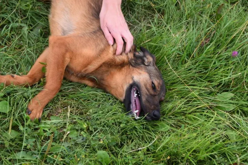 Tara