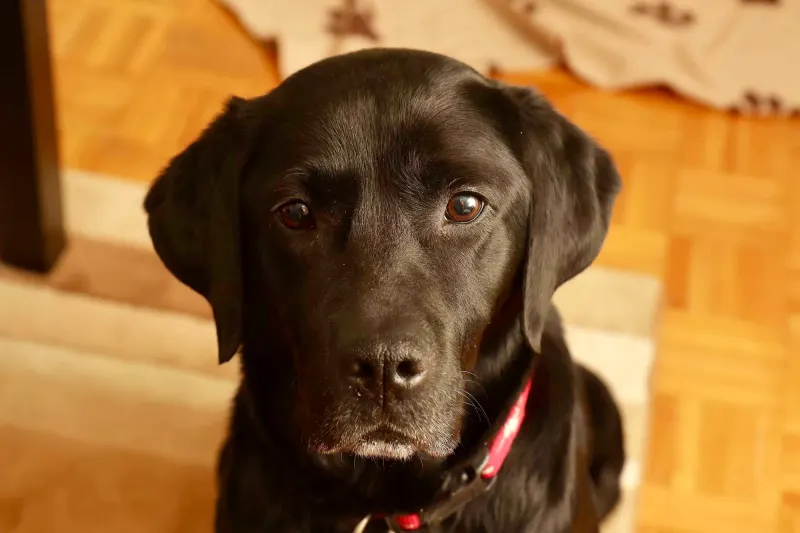 Tara