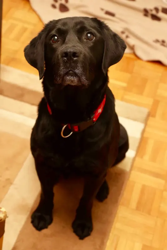 Tara