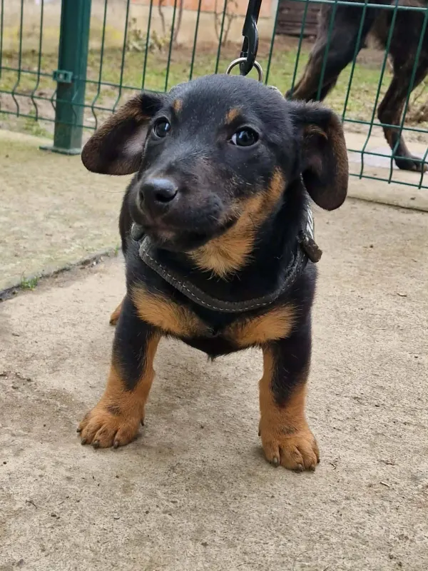 Taro