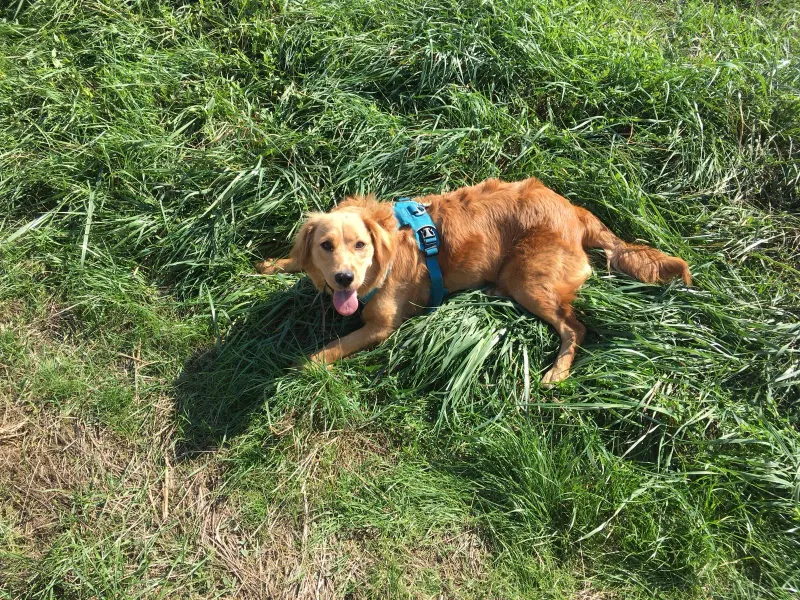 Tasha
