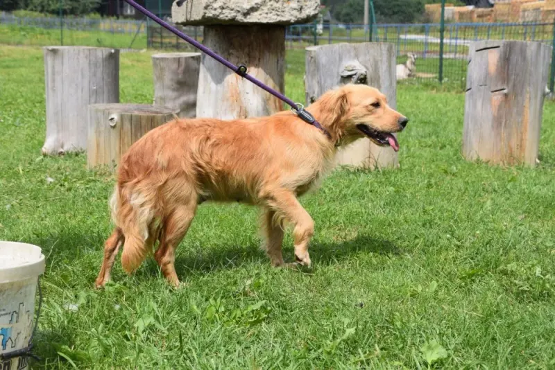 Tasha